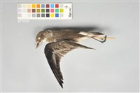 藏品(蒙古沙鴴)的圖片